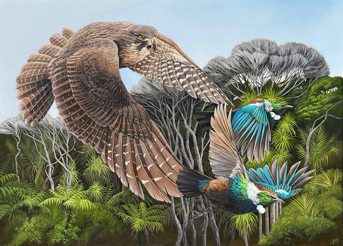 Craig Platt nz bird art, Karearea, oil on canvas